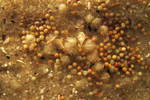 Horseshoe Crab hatchlings 2012 by Regina T. Gorney