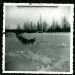 Dog Sled Photo B by Normadeane Armstrong Ph.D, A.N.P.
