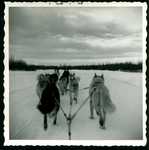 Dog Sled Photo C by Normadeane Armstrong Ph.D, A.N.P.